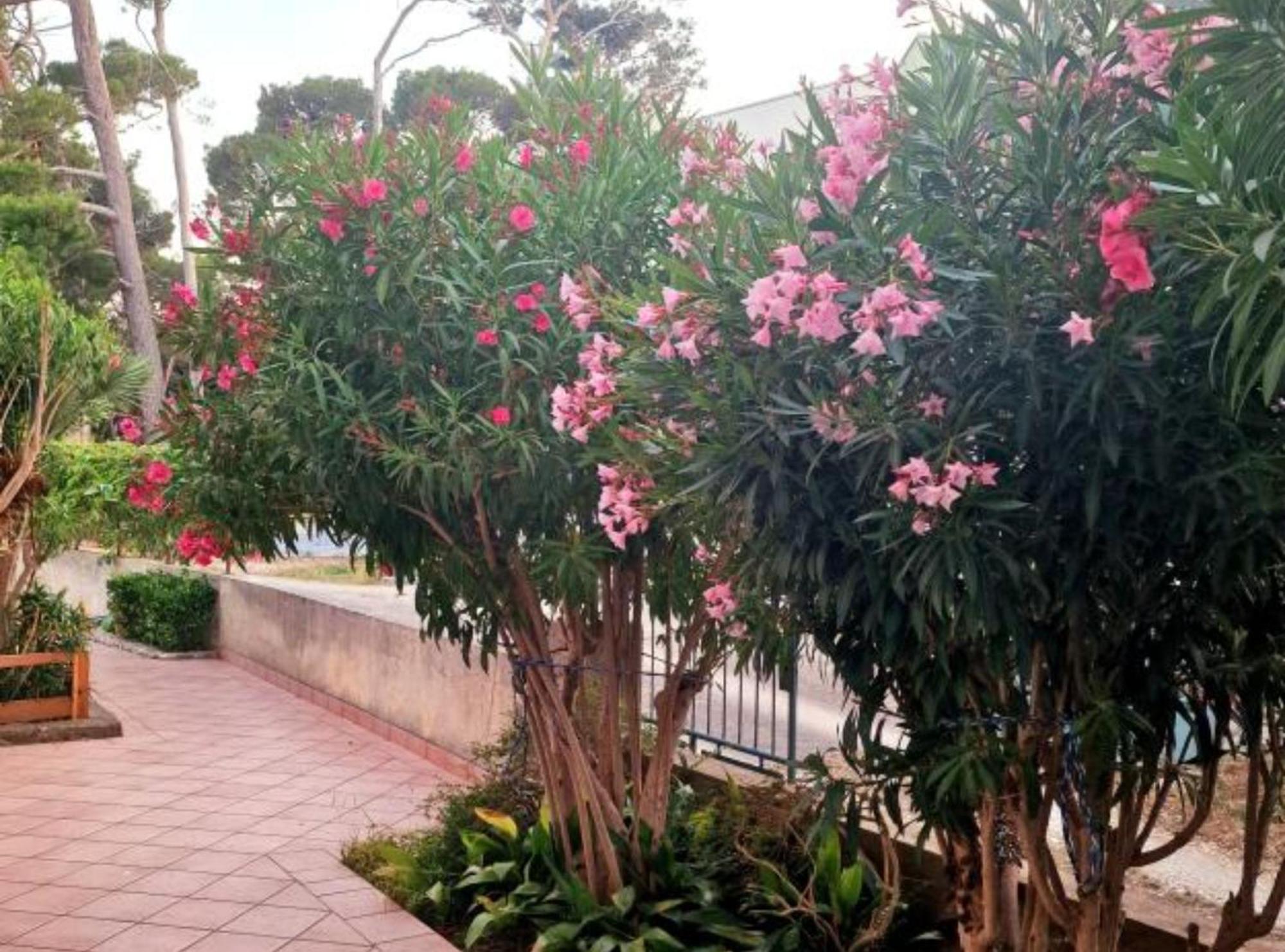مالي لوشينغْ Pansion Belvedere المظهر الخارجي الصورة